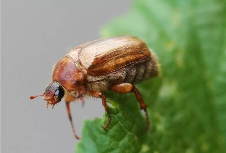 Junikäfer