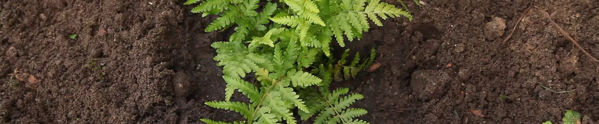 Frauenfarn - Einpflanzen im Garten (thumbnail) Frauenfarn - Einpflanzen im Garten (thumbnail)