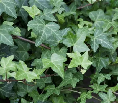 Hedera helix 'Grünpfeil' Hedera helix 'Grünpfeil'