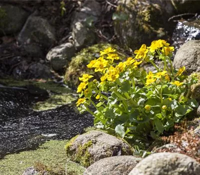 Caltha palustris Caltha palustris