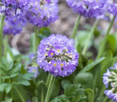 Primula denticulata 'Blaue Auslese' Primula denticulata 'Blaue Auslese'