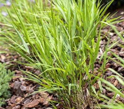 Hakonechloa macra Hakonechloa macra