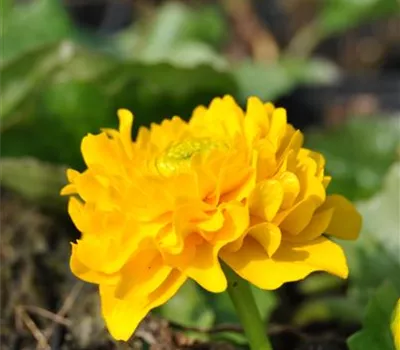 Caltha palustris 'Multiplex' Caltha palustris 'Multiplex'