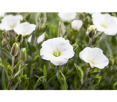 Arenaria montana Arenaria montana
