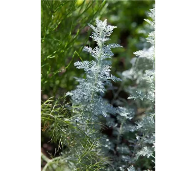 Artemisia schmidtiana 'Nana' Artemisia schmidtiana 'Nana'
