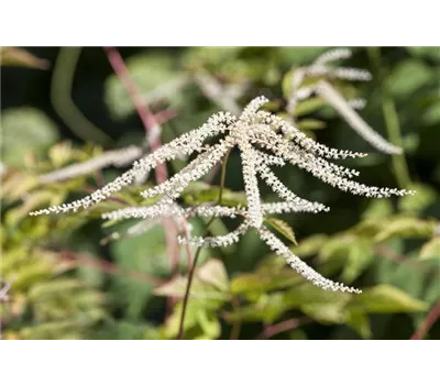 Aruncus dioicus Aruncus dioicus