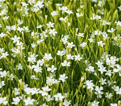 Dianthus deltoides 'Albus' Dianthus deltoides 'Albus'