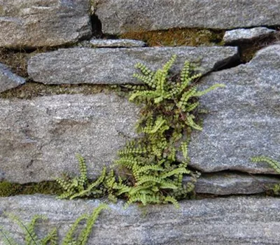 Asplenium trichomanes Asplenium trichomanes