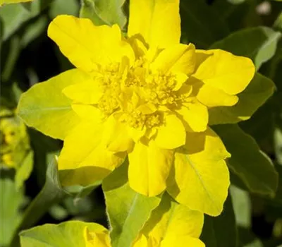 Euphorbia polychroma Euphorbia polychroma