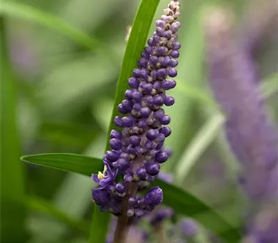Liriope muscari 'Royal Purple'