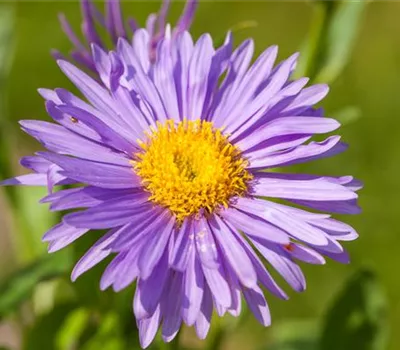 Aster alpinus 'Sabine' Aster alpinus 'Sabine'