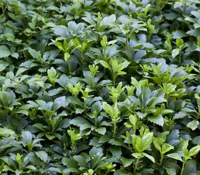 Pachysandra terminalis 'Green Carpet' -R- Pachysandra terminalis 'Green Carpet' -R-