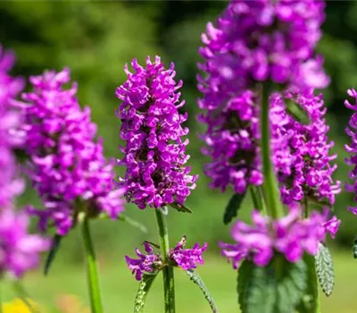 Stachys monnieri 'Hummelo' Stachys monnieri 'Hummelo'