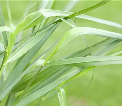 Panicum virgatum 'Hänse Herms' Panicum virgatum 'Hänse Herms'