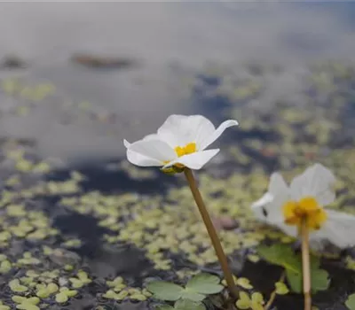 Hydrocharis morsus-ranae Hydrocharis morsus-ranae