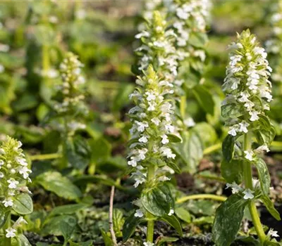 Ajuga reptans 'Alba' Ajuga reptans 'Alba'