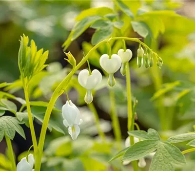 Dicentra spectabilis 'Alba' Dicentra spectabilis 'Alba'