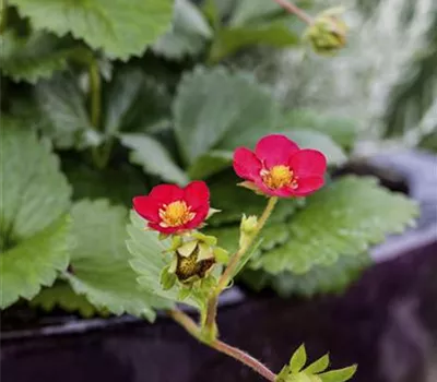 Fragaria x ananassa 'Red Ruby' -R- Fragaria x ananassa 'Red Ruby' -R-