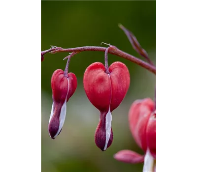 Dicentra spectabilis 'Valentine' -R- Dicentra spectabilis 'Valentine' -R-