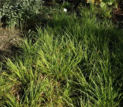 Luzula sylvatica Luzula sylvatica