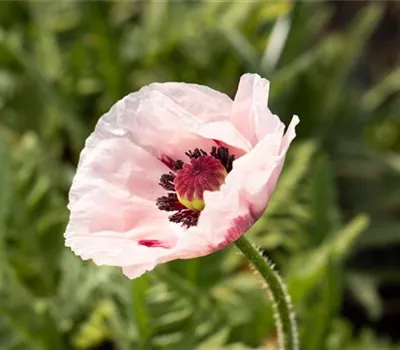 Papaver orientale 'Royal Wedding' Papaver orientale 'Royal Wedding'