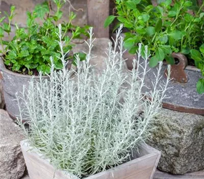 Helichrysum italicum 'Aladin' Helichrysum italicum 'Aladin'