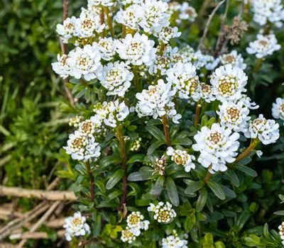 Iberis sempervirens 'Weißer Zwerg' Iberis sempervirens 'Weißer Zwerg'