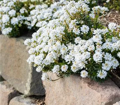 Iberis sempervirens 'Zwergschneeflocke' Iberis sempervirens 'Zwergschneeflocke'