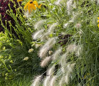 Pennisetum alopecuroides 'Hameln' Pennisetum alopecuroides 'Hameln'