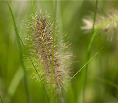 Pennisetum alopecuroides 'Little Bunny' Pennisetum alopecuroides 'Little Bunny'