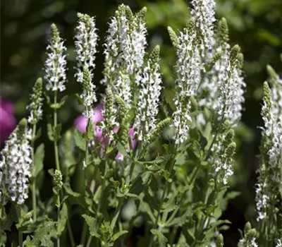 Salvia nemorosa 'Adrian' Salvia nemorosa 'Adrian'