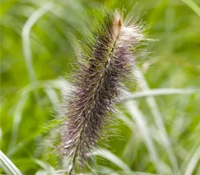 Pennisetum alopecuroides 'Japonicum' Pennisetum alopecuroides 'Japonicum'