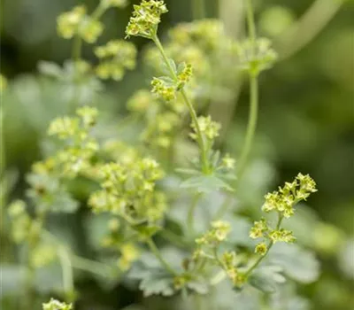 Alchemilla erythropoda Alchemilla erythropoda