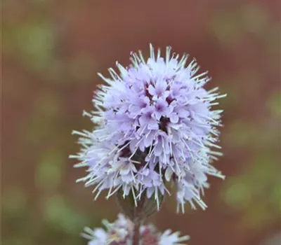 Mentha aquatica Mentha aquatica