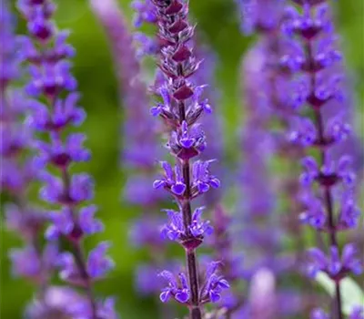 Salvia nemorosa 'Caradonna' Salvia nemorosa 'Caradonna'