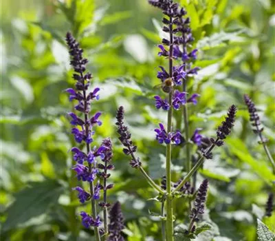 Salvia nemorosa 'Mainacht' Salvia nemorosa 'Mainacht'