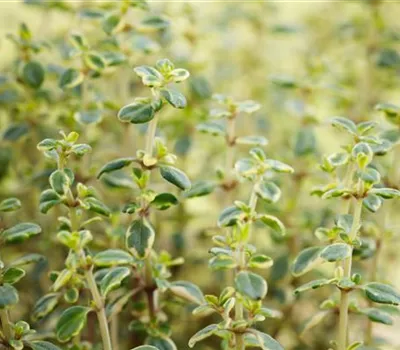 Thymus comosus 'Doone Valley' Thymus comosus 'Doone Valley'