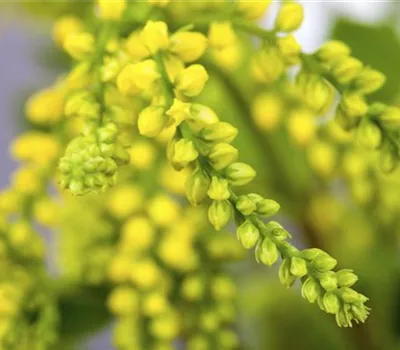 Chiastophyllum oppositifolium