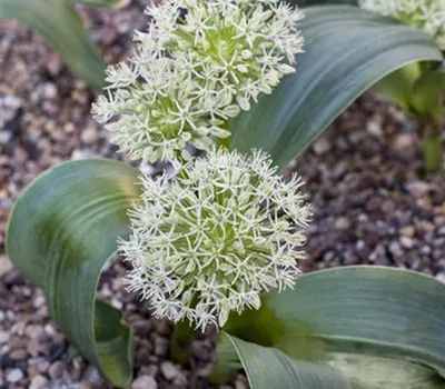 Allium karataviense 'Ivory Queen' Allium karataviense 'Ivory Queen'