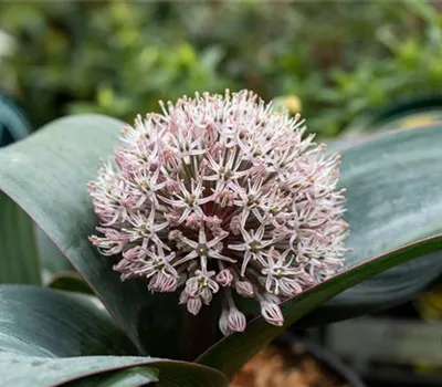 Allium karataviense Allium karataviense