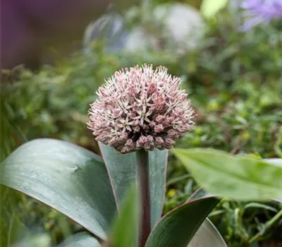 Allium karataviense 'Red Giant Star' Allium karataviense 'Red Giant Star'