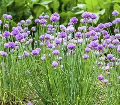 Allium schoenoprasum Allium schoenoprasum