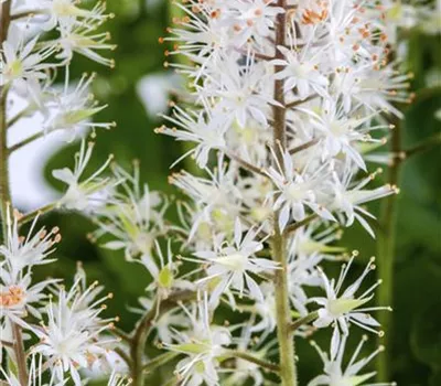 Tiarella cordifolia Tiarella cordifolia