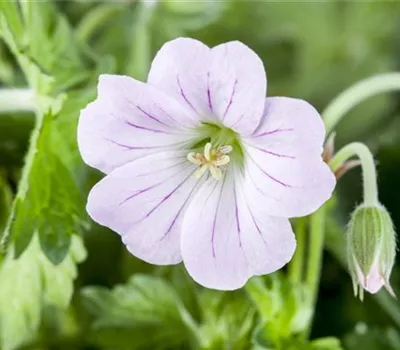 Geranium Hybr. 'Dreamland' Geranium Hybr. 'Dreamland'