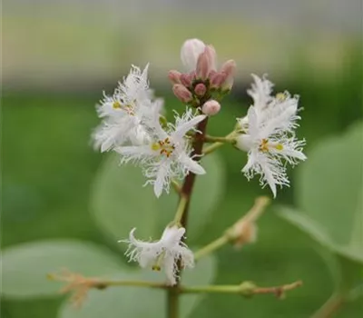 Menyanthes trifoliata Menyanthes trifoliata