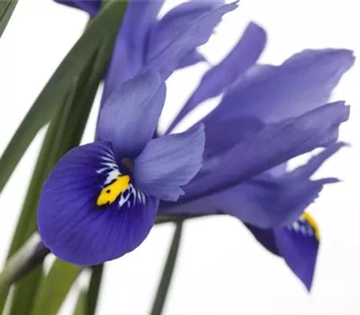 Iris versicolor Iris versicolor