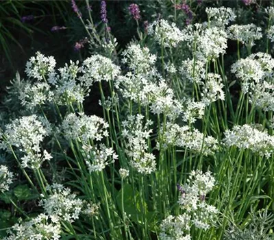 Allium tuberosum 'Neko' Allium tuberosum 'Neko'