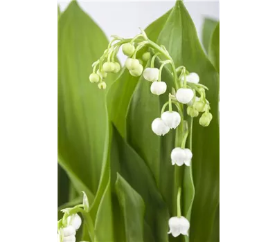 Convallaria majalis Convallaria majalis