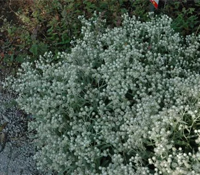 Anaphalis triplinervis 'Sommerschnee' Anaphalis triplinervis 'Sommerschnee'