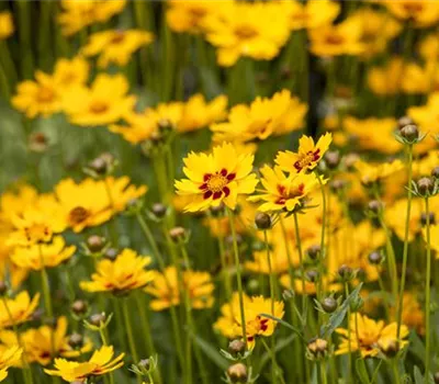 Coreopsis grandiflora 'Sunfire' Coreopsis grandiflora 'Sunfire'